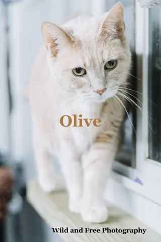 Olive
