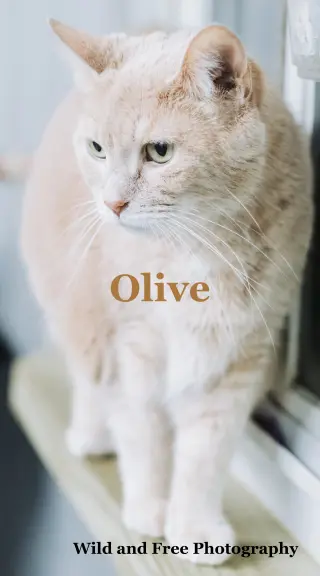 Olive