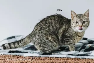 Ella
