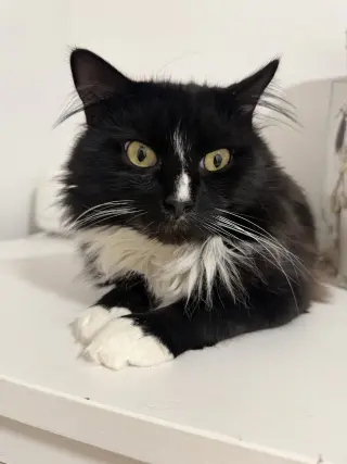 Truffles