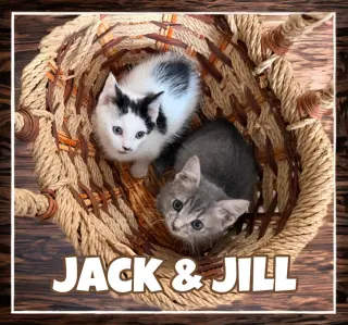 Jill, Willow Grove Area, (FCID 06/24/2026-132)