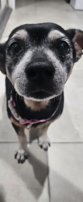 Snyder (being fostered in Miami, FL)