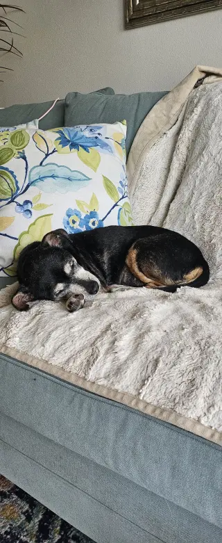 Snyder (being fostered in Miami, FL)