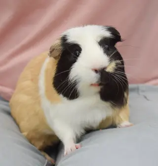 Murray
