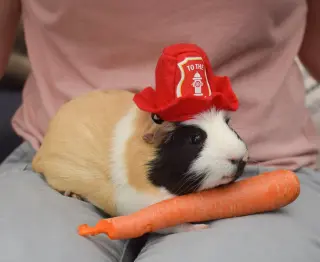 Murray
