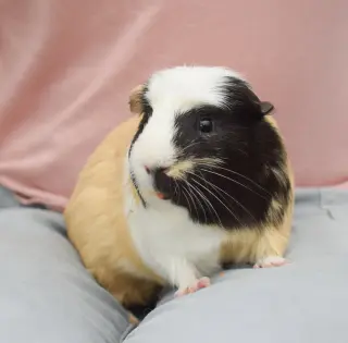 Murray