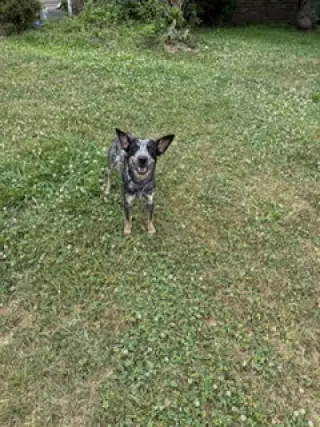 Cori