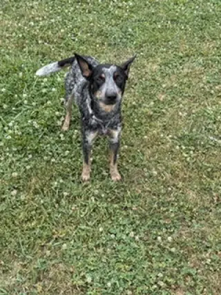 Cori