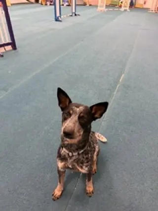 Cori