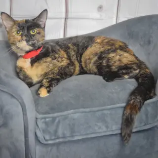 Nyla