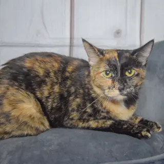 Nyla