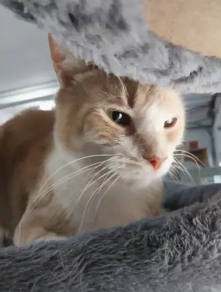 Tuggles * IN FOSTER *