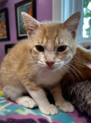 Tuggles * IN FOSTER *