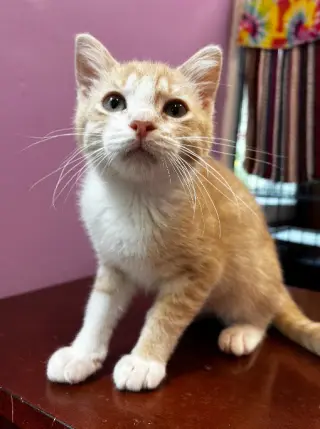 Tuggles * IN FOSTER *