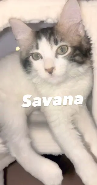 Savana