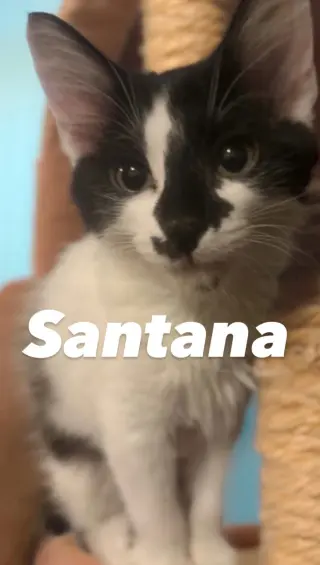 Santana