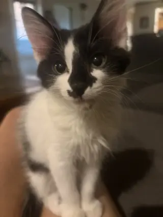 Santana