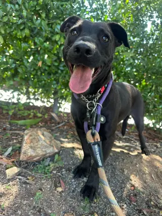 Stella