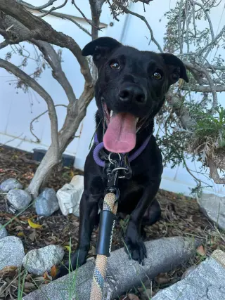 Stella