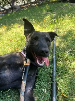 Stella