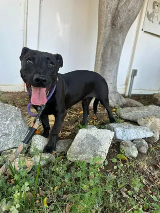 Stella