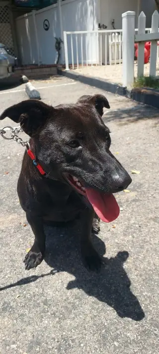 Stella