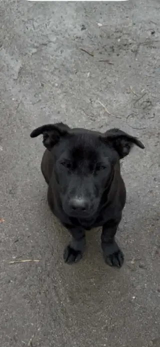 Stella