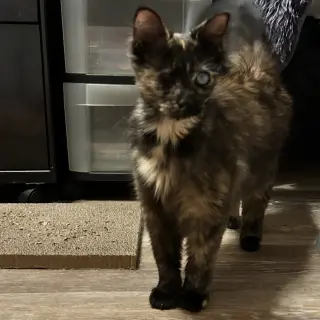 Opal June