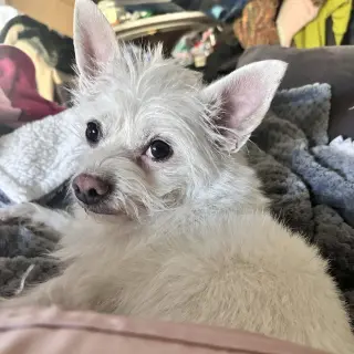 Xena