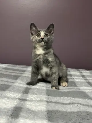 Sophie