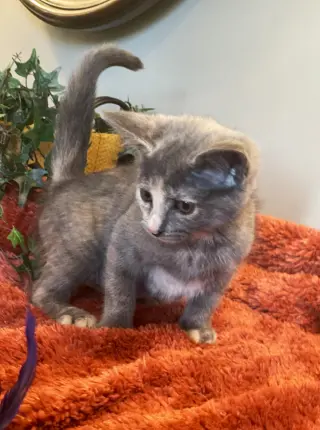Sophie