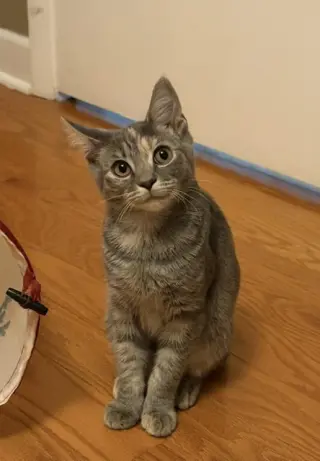 Tuna (FCID# 06/16/2026 - 41)