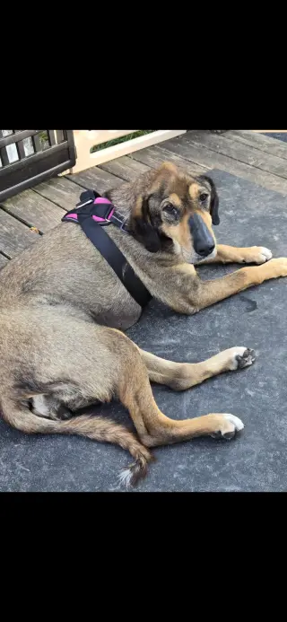 Lily