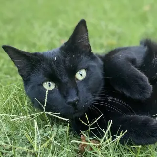Ninja