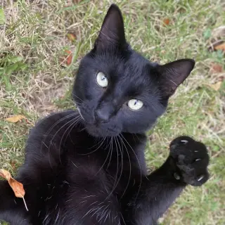 Ninja