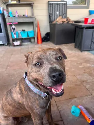 Baby Boy