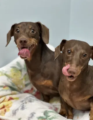 Jasper and Luna
