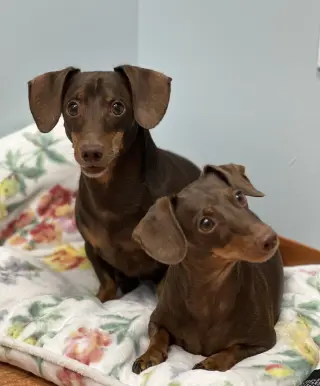 Jasper and Luna