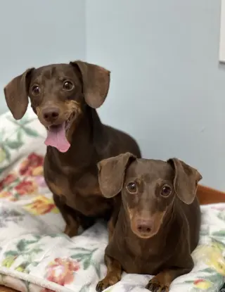 Jasper and Luna