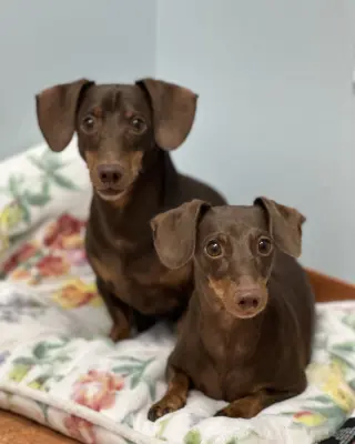 Jasper and Luna