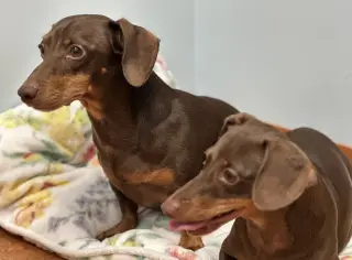 Jasper and Luna