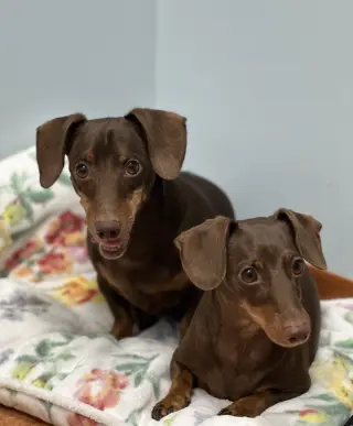 Jasper and Luna