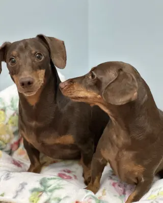 Jasper and Luna