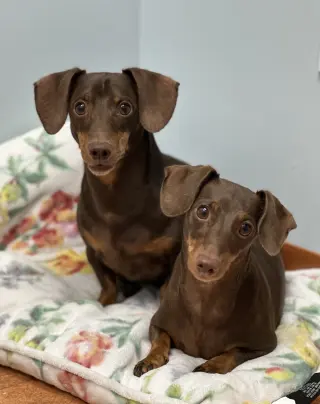 Jasper and Luna
