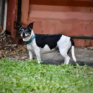 Max (VA)