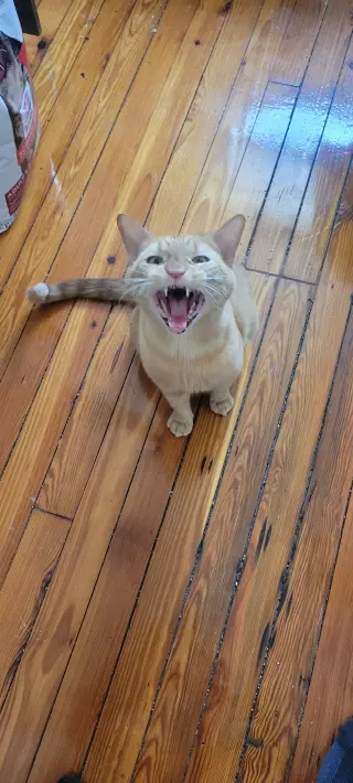 Ed