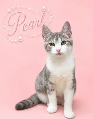 Pearl (FCID# 05/07/2026 - 18 Middletown PS) C