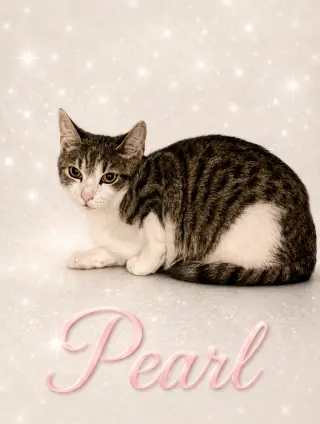 Pearl (FCID# 05/07/2026 - 18 Middletown PS) C