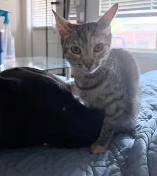 Mikette