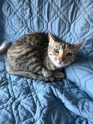 Mikette